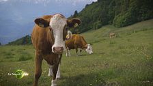 L'allevamento di vacche da latte