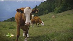 L'allevamento di vacche da latte