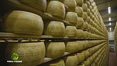 La sala di stagionatura del Grana Padano di montagna