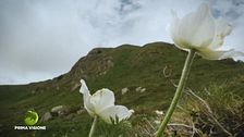 Le erbe di montagna