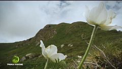 Le erbe di montagna