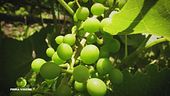 La coltivazione biologica della vite