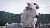 Todi, le attività di una volta