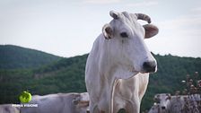 Todi, le attività di una volta