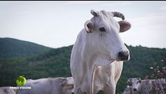 Todi, le attività di una volta