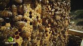 L'associazione apicoltori dell'ape ligustica