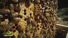 L'associazione apicoltori dell'ape ligustica