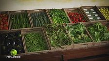 Azienda Agricola "il Poggiolo"