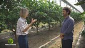 Come viene coltivato il cedro