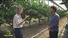 Come viene coltivato il cedro
