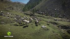 Antica tradizione piemontese