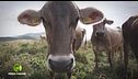 Il pascolo in montagna delle vacche brune