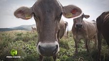 Il pascolo in montagna delle vacche brune