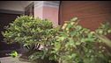 Bonsai con piante di montagna