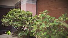 Bonsai con piante di montagna
