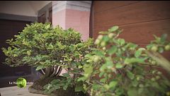 Bonsai con piante di montagna