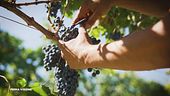 Vigna di rinascita