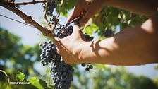 Vigna di rinascita