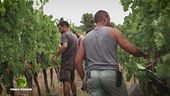 Il settore cantina di San Patrignano