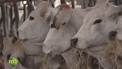 Eccellenze piemontesi