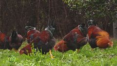 Il cappone di Morozzo