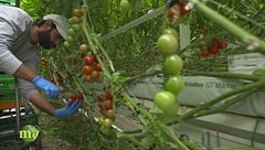 Green House, la serra virtuosa