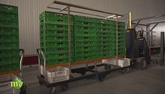 Dalla green-house al confezionamento