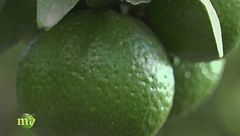 Come viene usato il chinotto