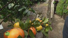 Una limonaia storica sul Garda