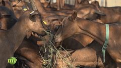 L'allevamento delle capre