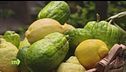 Quali sono le caratteristiche del cedro?
