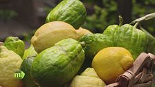 Quali sono le caratteristiche del cedro?