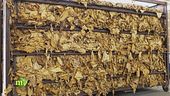 Essiccazione e cura del tabacco