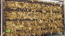 Essiccazione e cura del tabacco