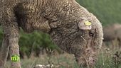 La lana della pecora sopravissana