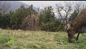 Sulle tracce del lupo e non solo