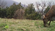 Sulle tracce del lupo e non solo