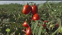 La raccolta dei pomodori