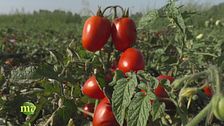 La raccolta dei pomodori