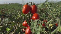 La raccolta dei pomodori
