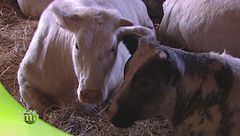 Puntata del 18 gennaio - Prima parte