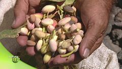 Pistacchio di Bronte