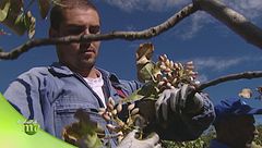 La raccolta del pistacchio di Bronte