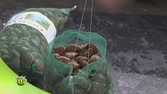 La lavorazione dei fasolari