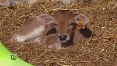 Storie di allevatori