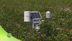Un campo sperimentale di patate