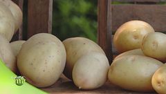Diverse varietà di patate