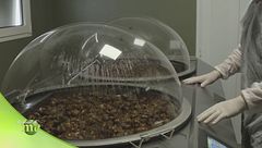 La bava delle chiocciole