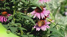 Coltivatori officinali