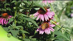Coltivatori officinali